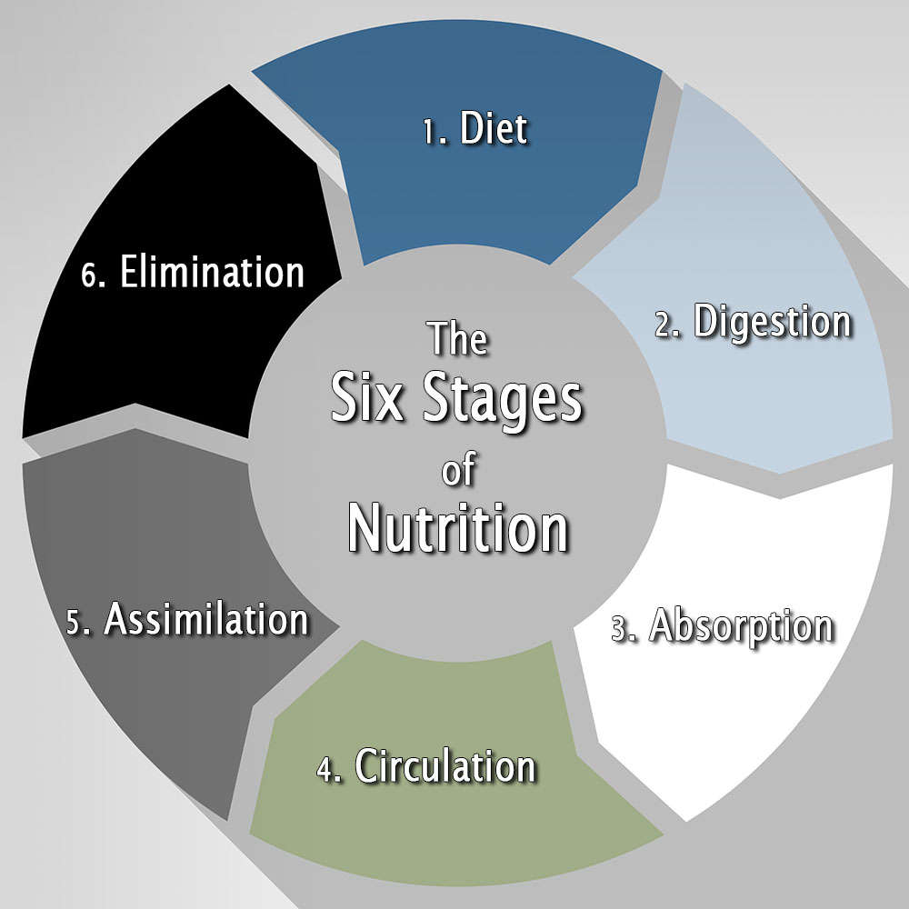 the-six-stages-of-nutrition-for-optimal-health-you-earth-chronicles